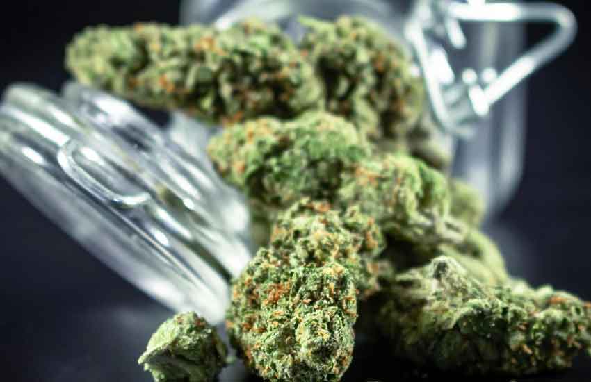 Premium Cannabis Flower Benefits